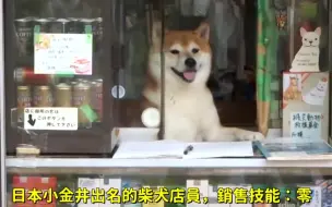 Download Video: 柴犬店長的一日，工作到底多辛苦呢？（超犧牲的 ）