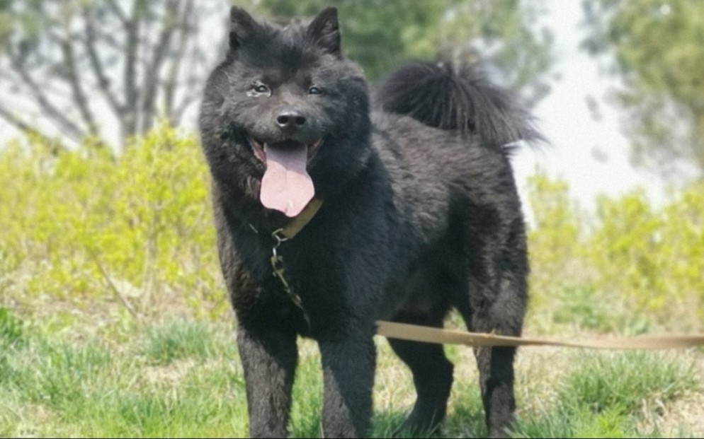 黑色土松犬【可爱的本土松狮犬系列】