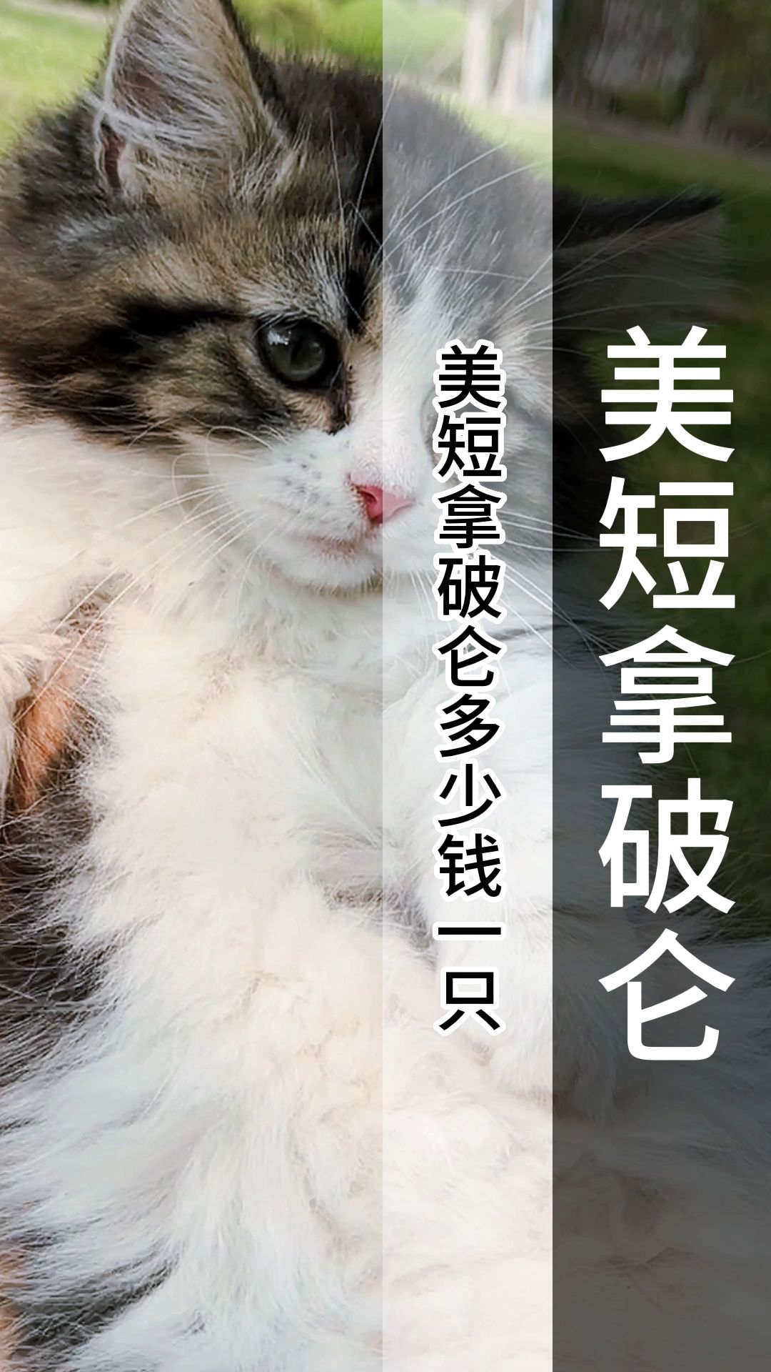 矮脚猫多少钱一只,完了猫咪直接摆烂了(c117)