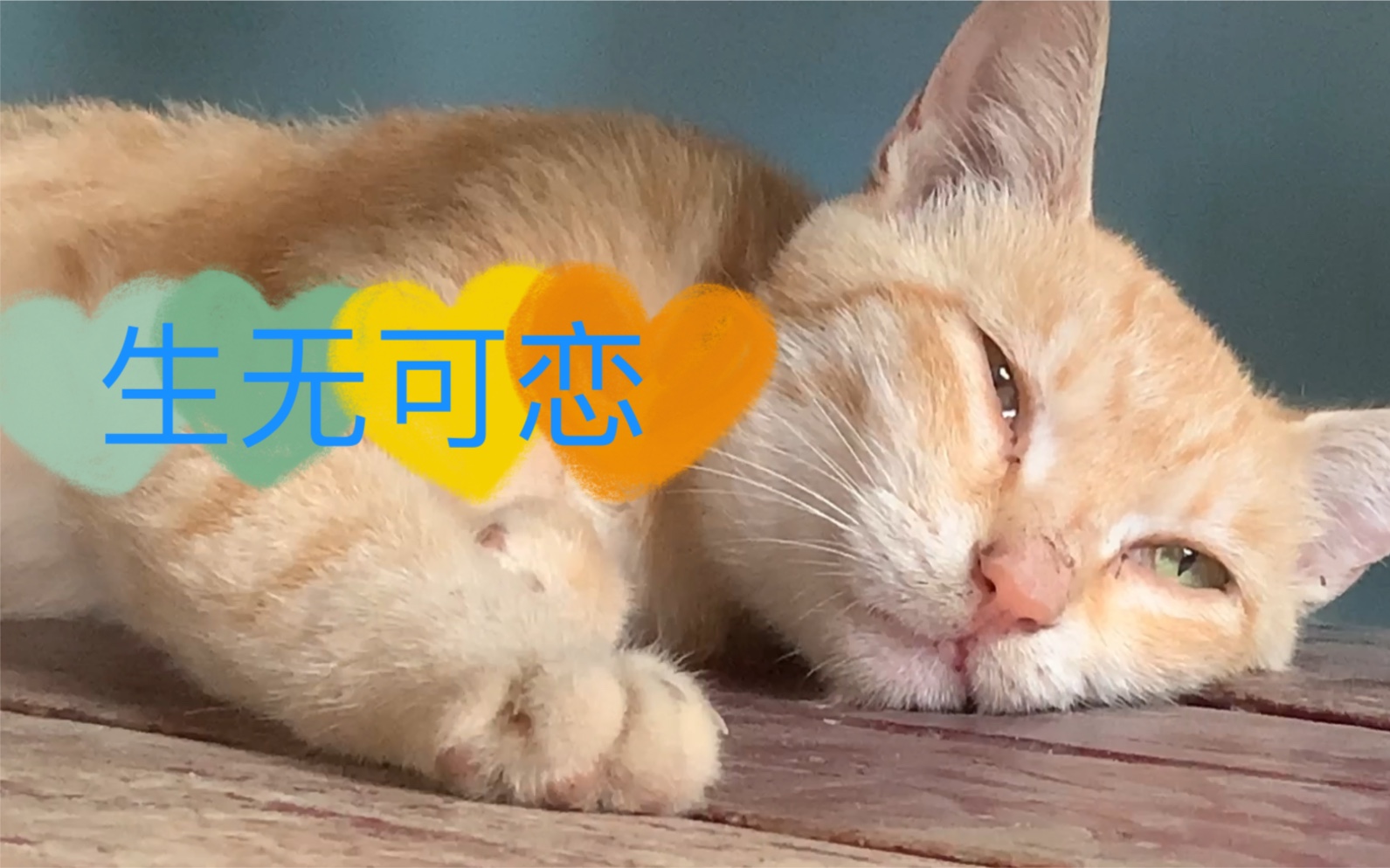 熊孩子一直挑逗犯困的猫咪,一脸生无可恋的猫咪太逗了_哔哩哔哩_bili