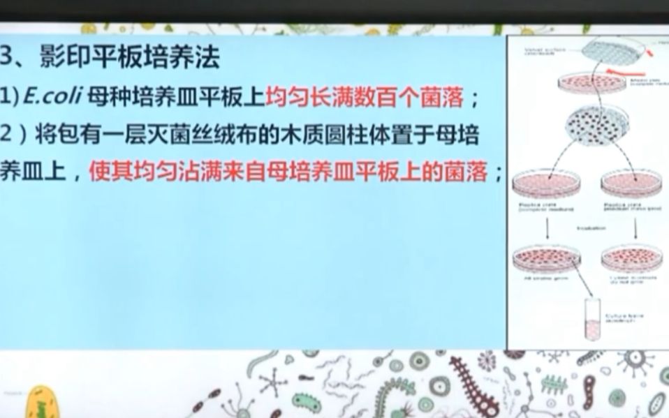 影印培养实验步骤及lederberg实验证明突变是自发和随机的