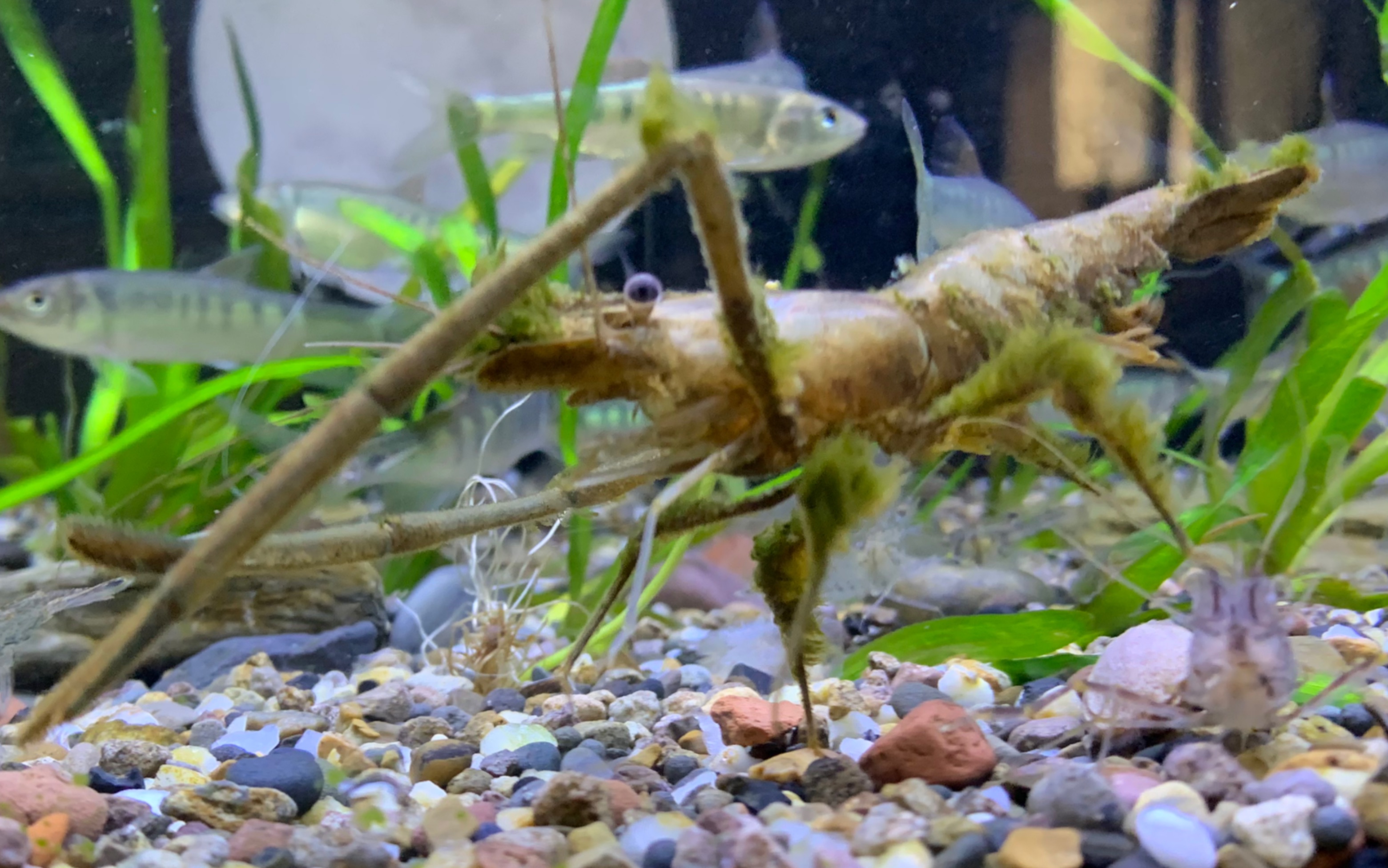 一个带时装的长臂虾