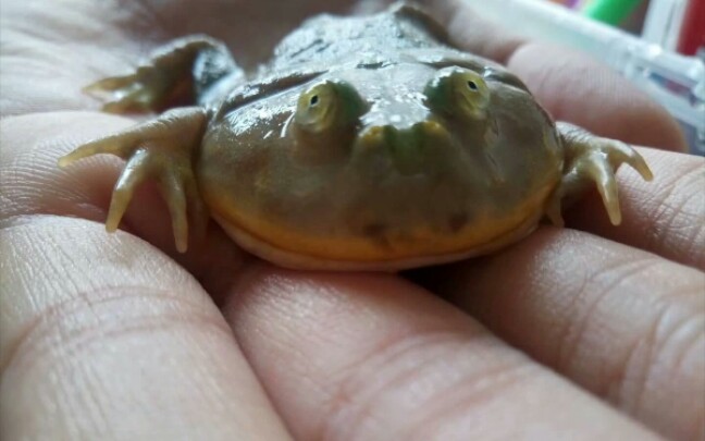 小丑蛙幼崽图片