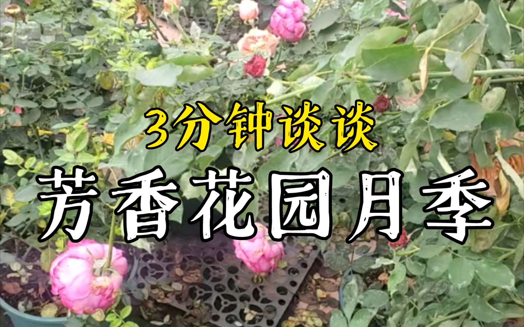 3分钟谈谈芳香花园月季哔哩哔哩bilibili