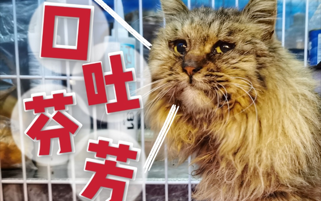 给口炎流浪猫喂药,小猫咪有很多脏话想说