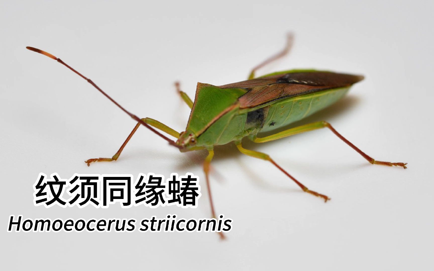 [4K]纹须同缘蝽 Homoeocerus striicornis哔哩哔哩bilibili