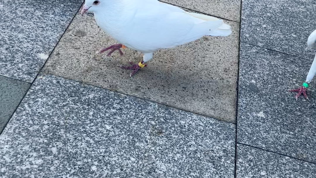 很难见到的一只黑白鸽子