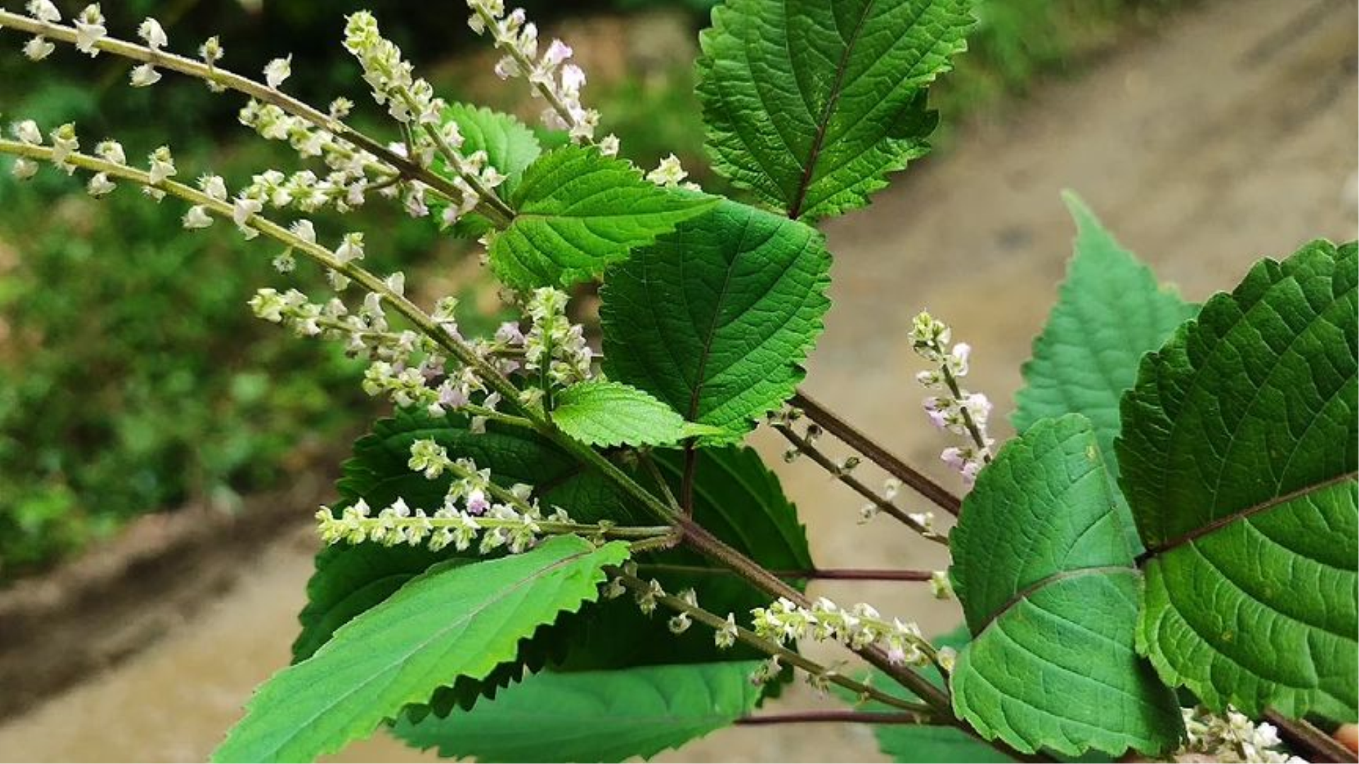 野生植物"青苏",它除了煮水外还有很多功效,大多数人都不知道