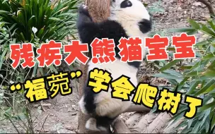 Download Video: 环抱树干双脚离地，残疾大熊猫宝宝“福菀”学会爬树了