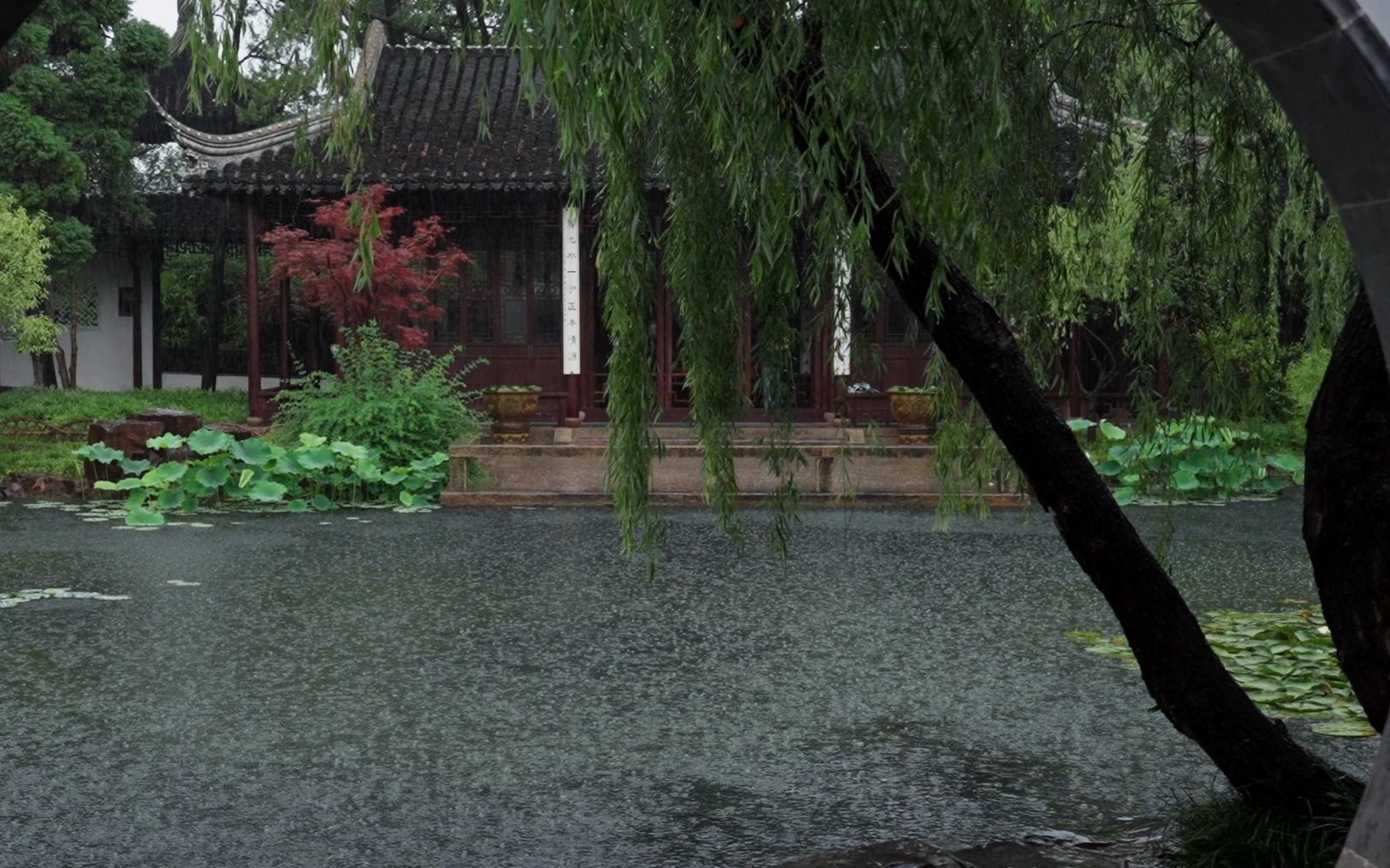 [图]可园雨荷