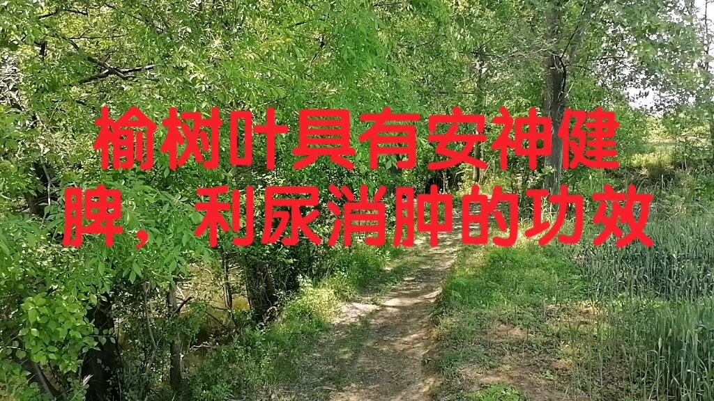 榆树叶具有安神健脾,利尿消肿的功效哔哩哔哩bilibili