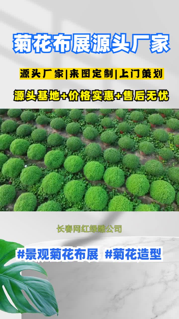 长春网红绿雕公司,广场植物绿雕,菊花造型,厂家专业设计,施工,一站式服务商,提供菊花绿雕设计一站式解决方案,欢迎咨询参观,免费定制方案. ...