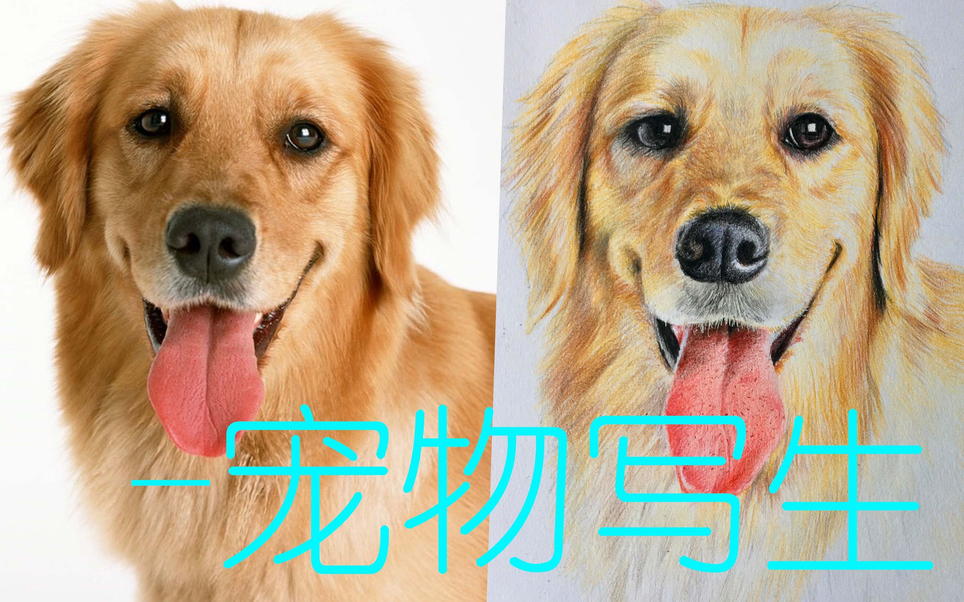 画宠物好像没那么难,在线旁观