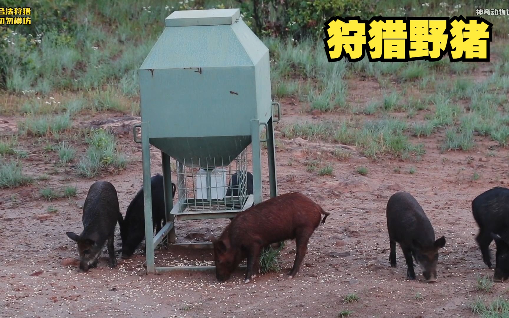 复合弓狩猎野猪,野猪当场一命呜呼