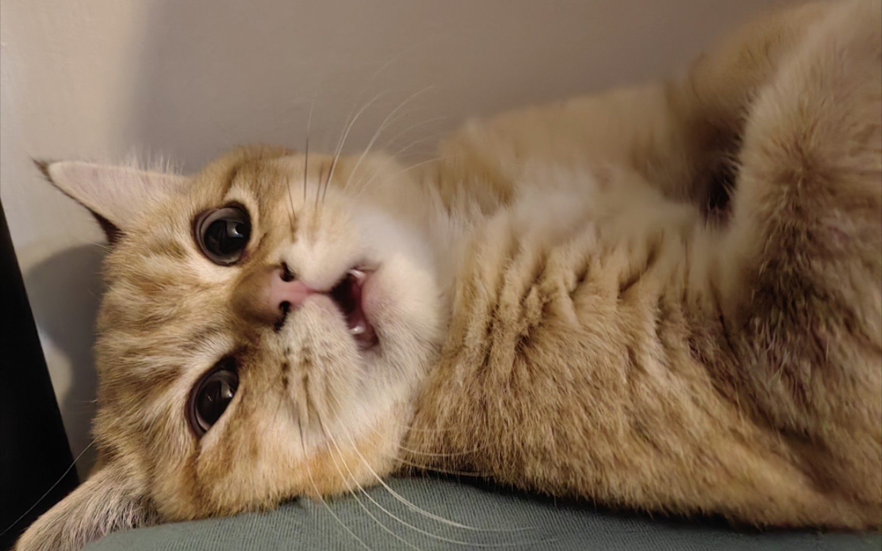 猫:我也试图反抗过,可我太弱小了,呜呜,猫生无可恋了