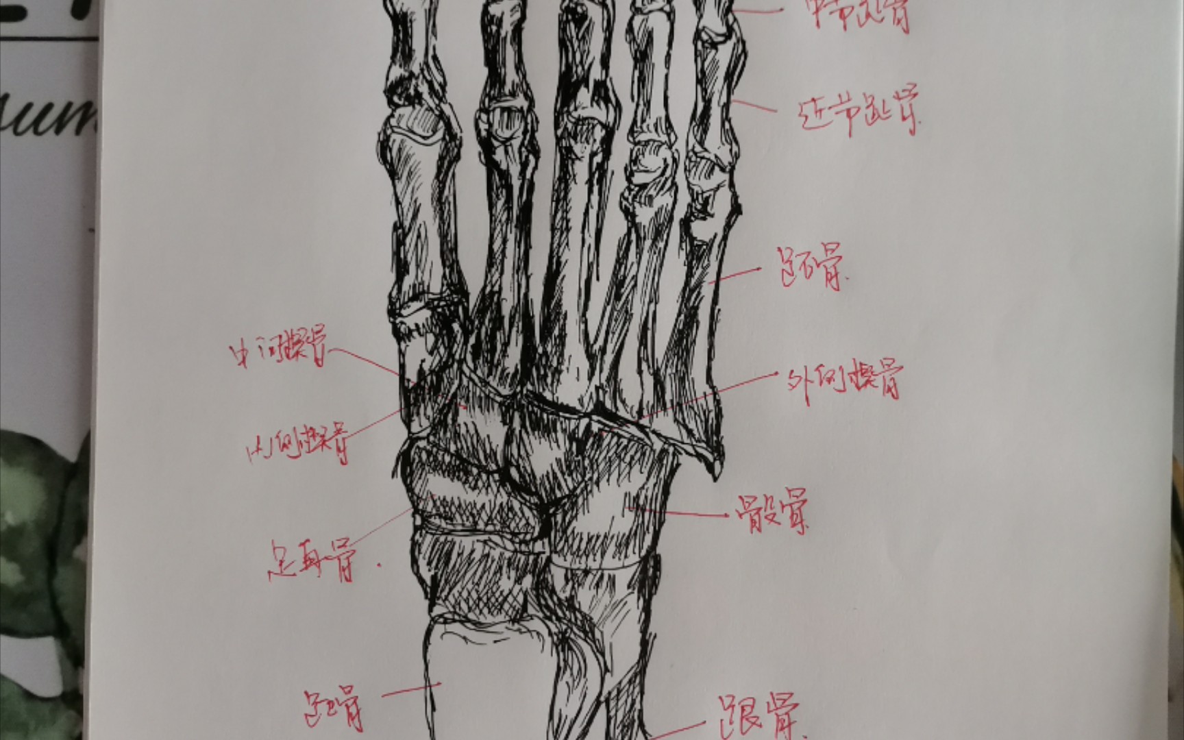 脚骨的组成是这样滴 大学的解剖知识复习一下哔哩哔哩bilibili