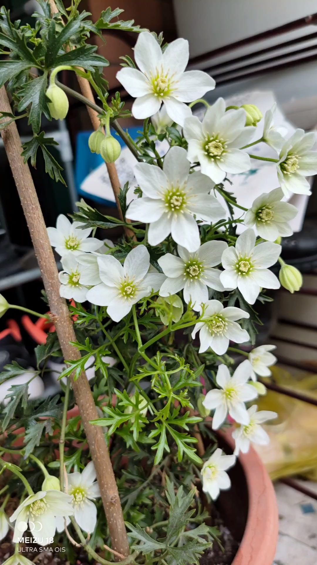 记录我的银币铁线莲