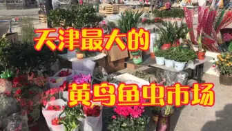 天津老鸟市姜记包子，出锅就卖完，口口爆汁味道点赞_哔哩哔哩_bilibili