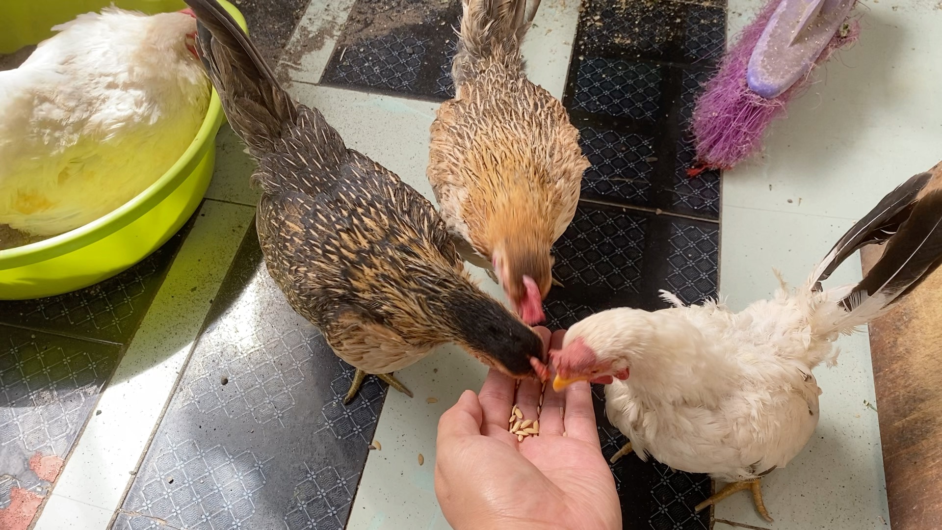 【宠物鸡】手养长大的咕咕鸡