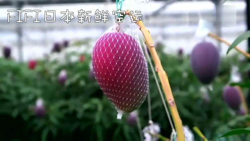 宮崎芒果太阳之子介绍(粤语)中文字幕