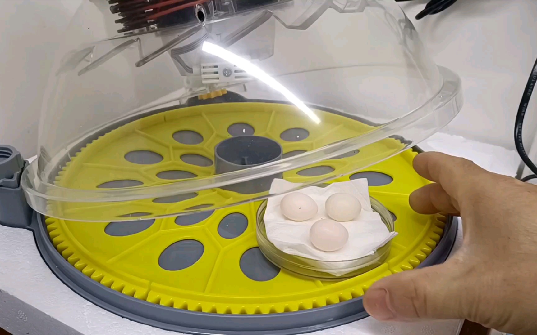 网购的玄凤鹦鹉蛋到货了,新的孵化器也开始第一次的孵化