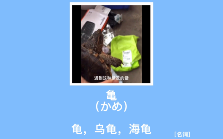 【趣味日语】亀(かめ): 龟,乌龟,海龟哔哩哔哩bilibili