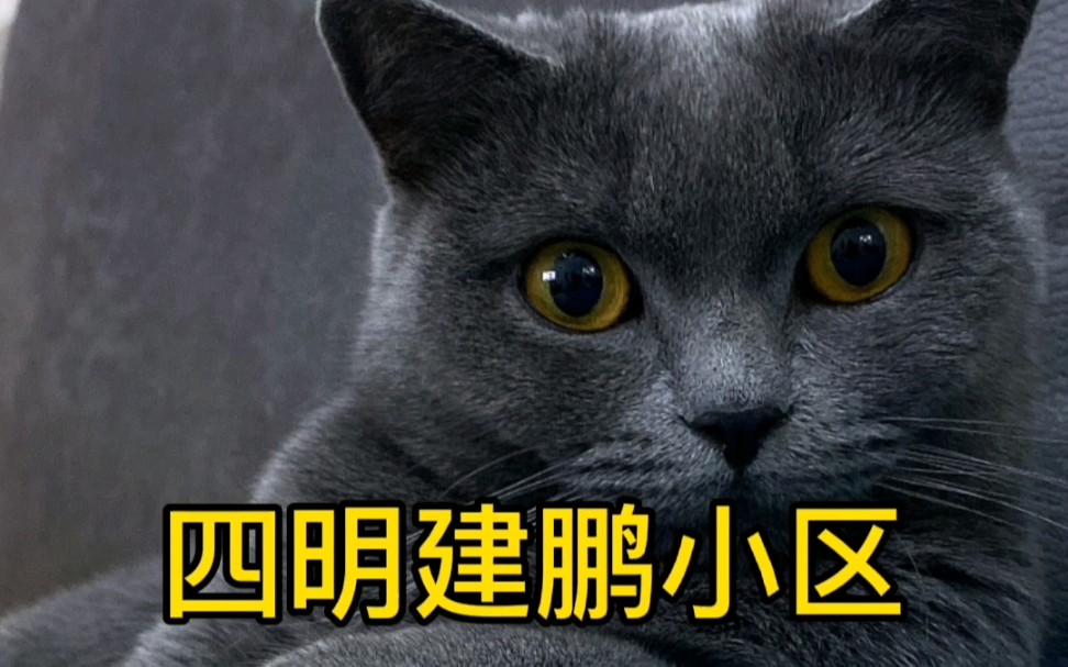 猫丢了怎么办猫咪丢失怎么找回哔哩哔哩bilibili