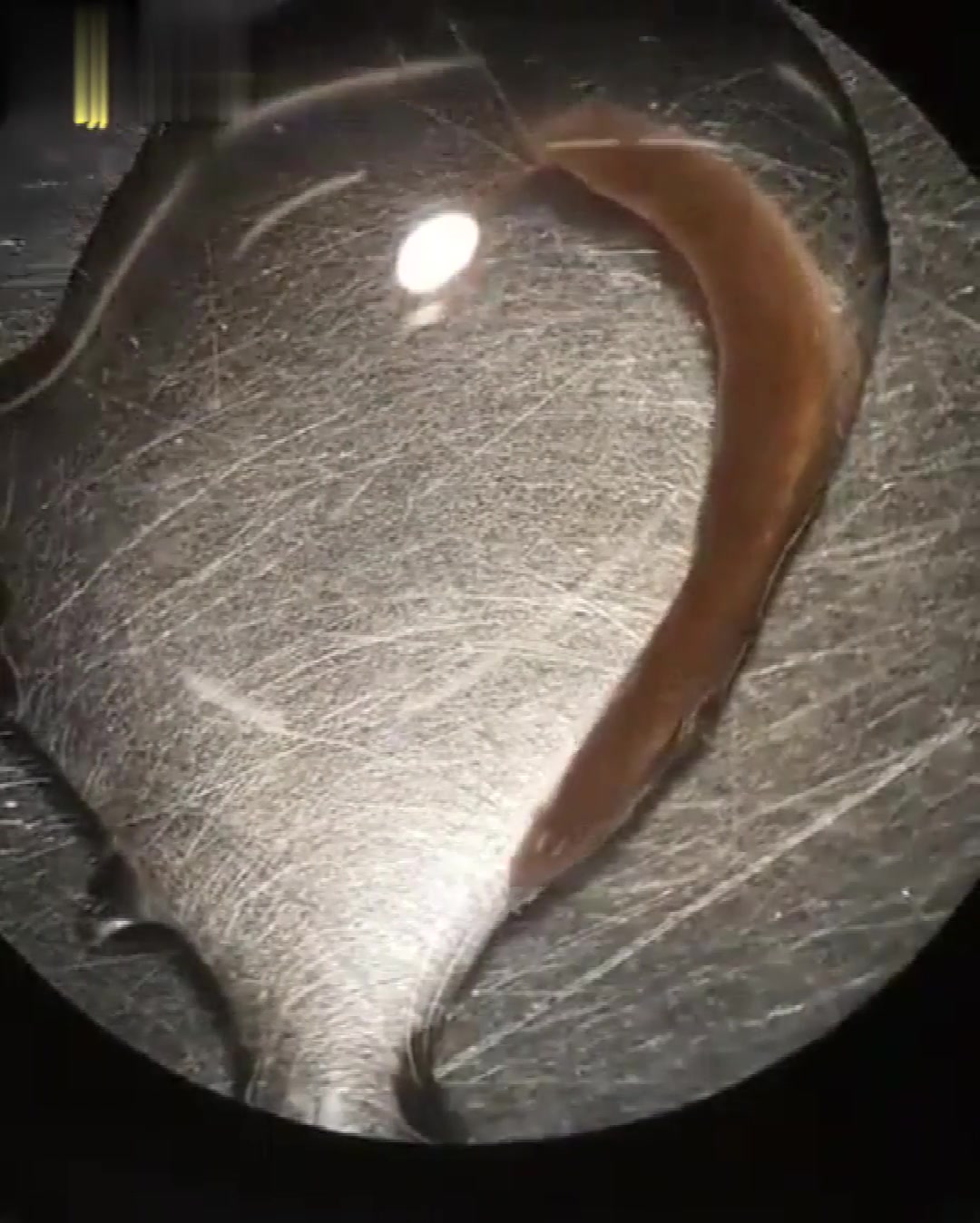 高倍显微镜下,一滴水的样子