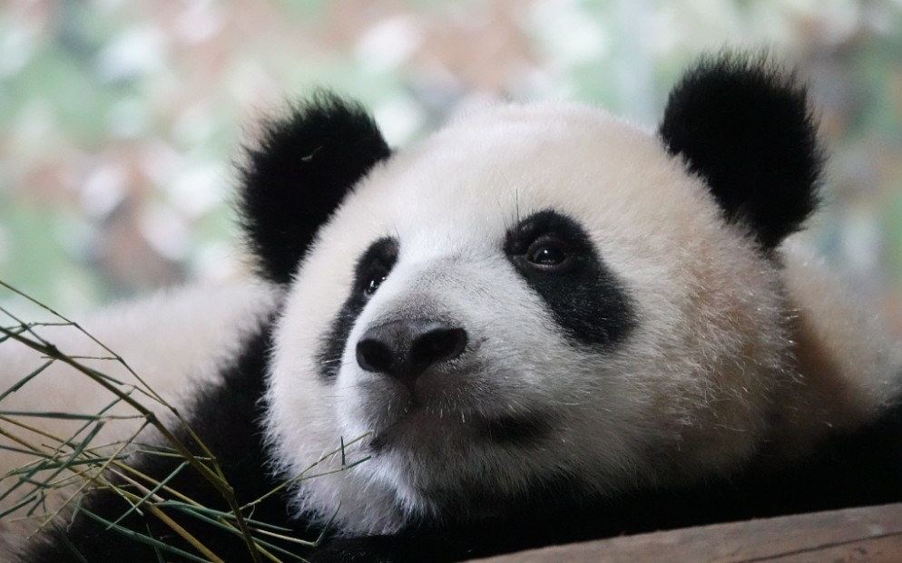 【大熊猫嘉嘉崽】熊生第一个端午节啦