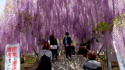 下鴨神社節分祭追儺式 弓神事の鏑矢 哔哩哔哩 Bilibili