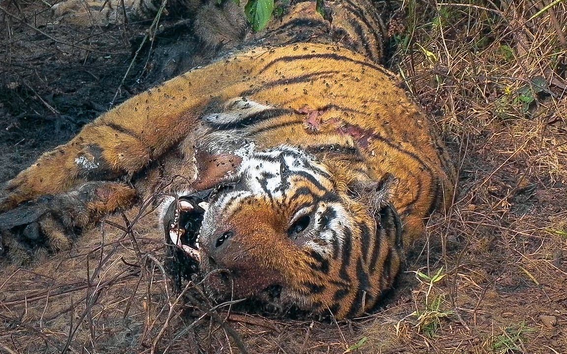 6种能轻易杀死老虎的动物,百兽之王也不过如此哔哩哔哩bilibili