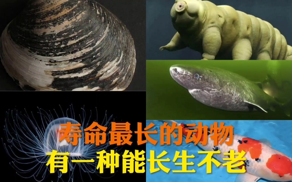 世界上寿命最长的五种动物,有一种可以长生不老