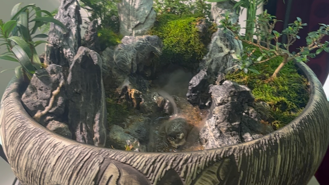 聚宝盆,植物造景