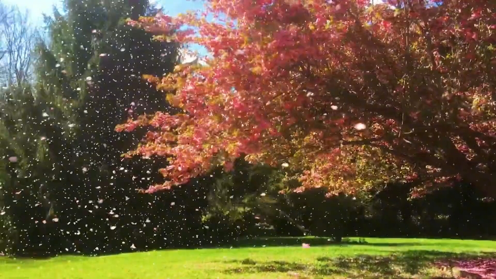 起风了# 治愈系风景 # 樱花雨