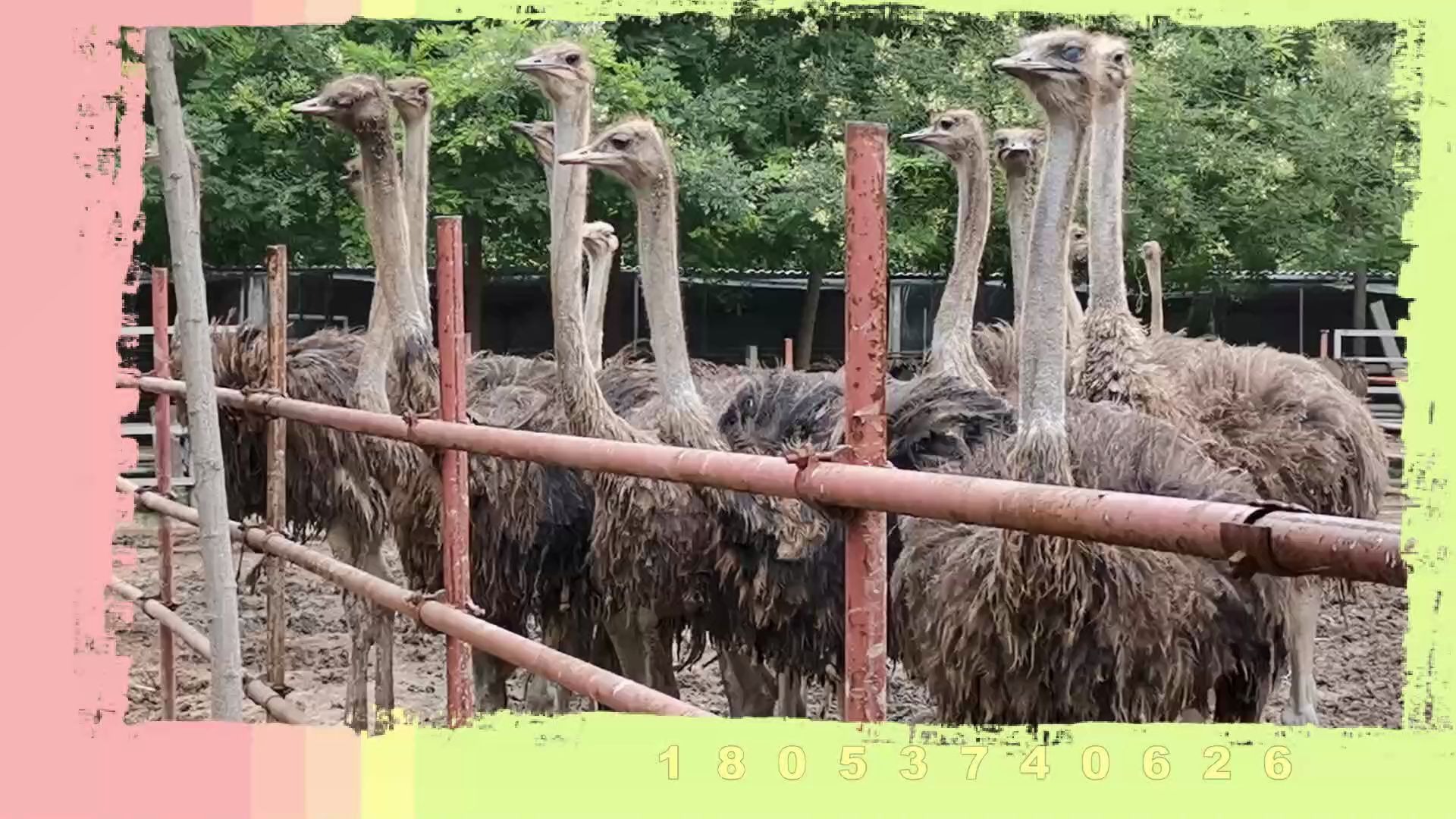 鸵鸟生长周期多长时间,鸵鸟对环境要求高不高哔哩哔哩bilibili