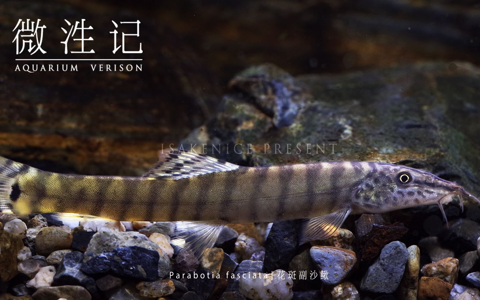 【微泩记31】点纹奇形:花斑副沙鳅