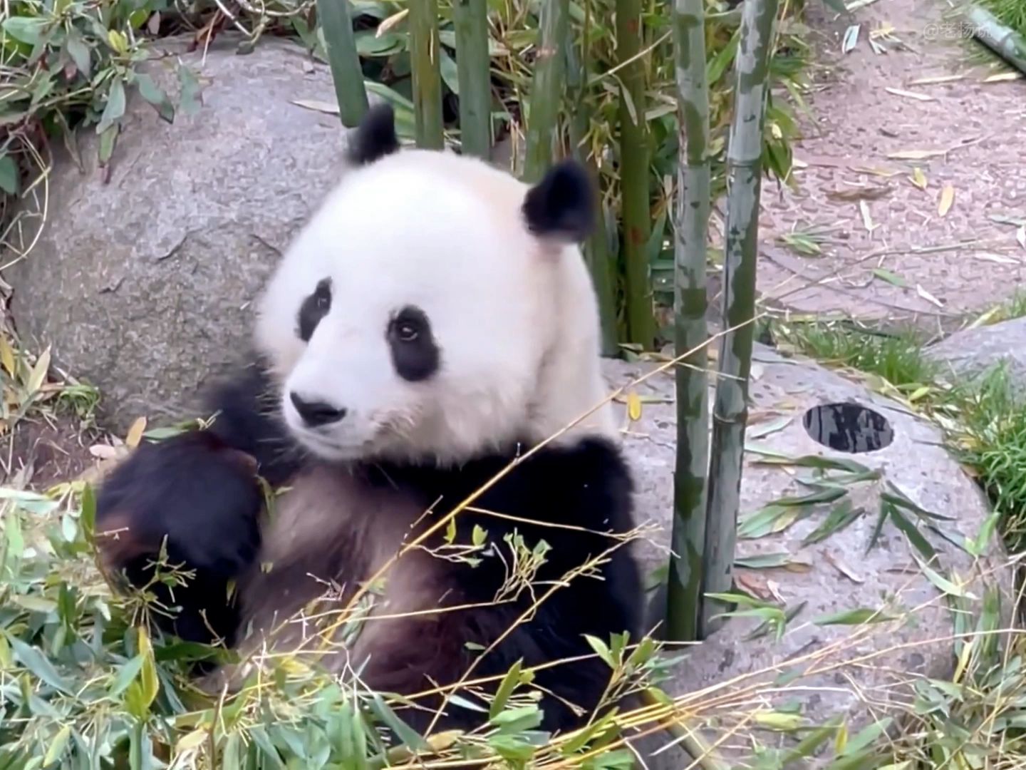 大熊猫星二为什么会家暴毛笋