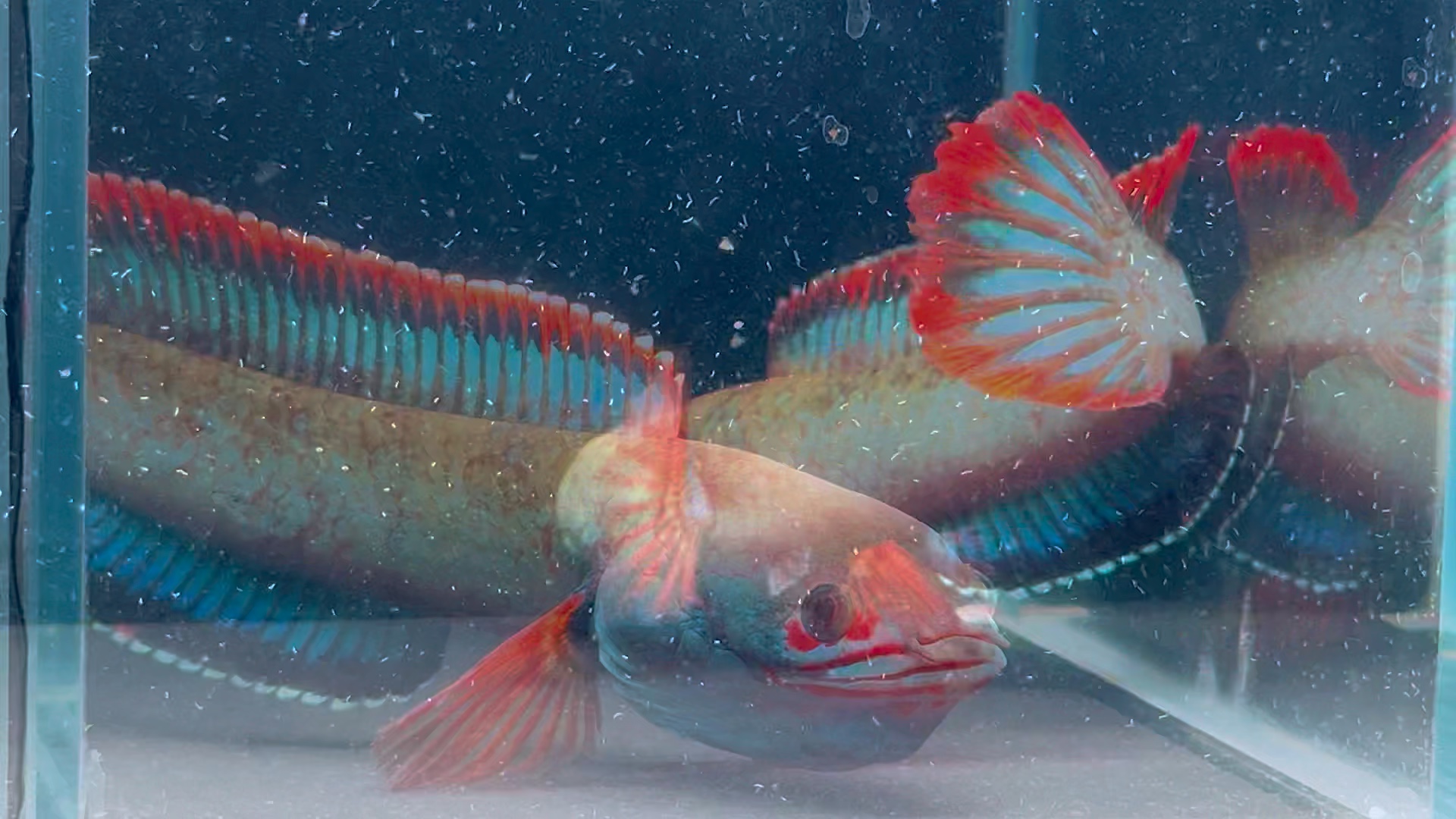 血斑雷龙,48起双包.选鱼看主页 #雷龙鱼