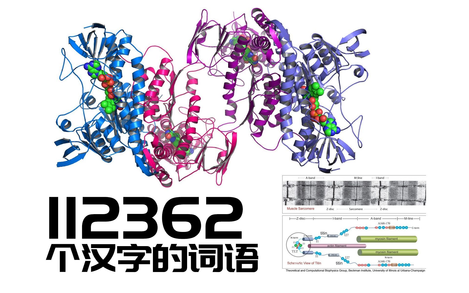 肌联蛋白Titin的中文全名哔哩哔哩bilibili