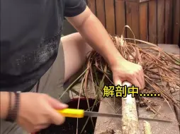 下载视频: 买到了烂芯的朱顶红该怎么处理？