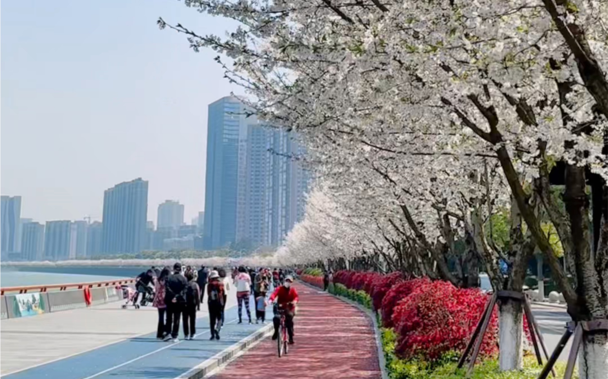 3月的杭州,一定要去看浪漫的闻涛路樱花跑道