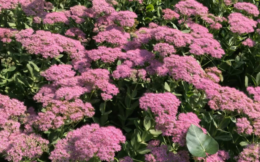 粉色景天,感受自然界的绝美瞬间!