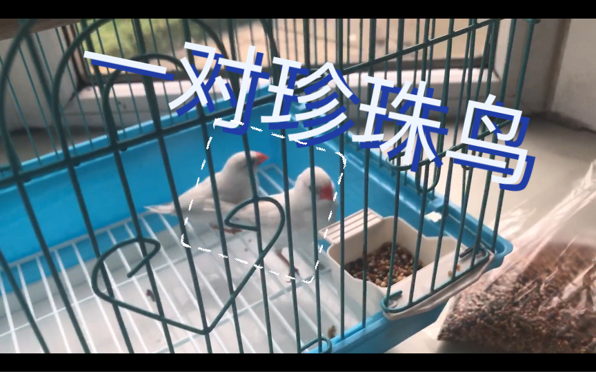 朋友送我两只珍珠鸟,真tm的吵 #珍珠鸟 #雀形目鸟类 #鸣禽