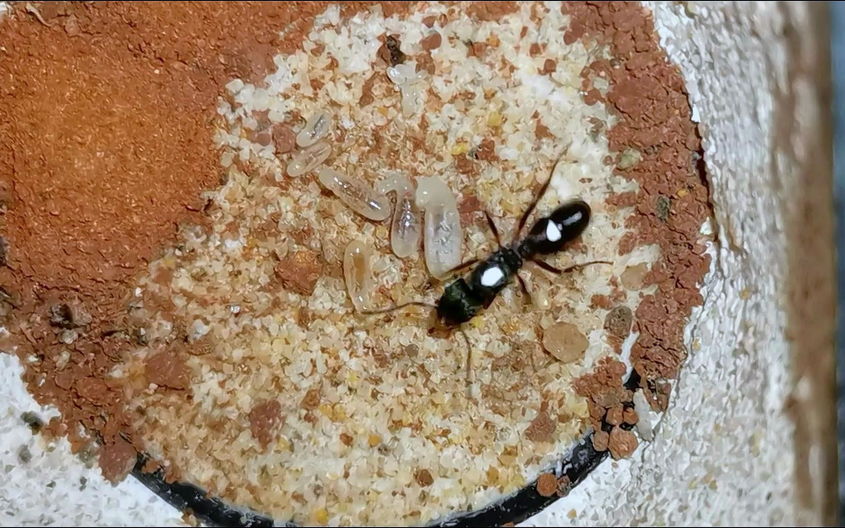 还没出工的金属皱猛蚁