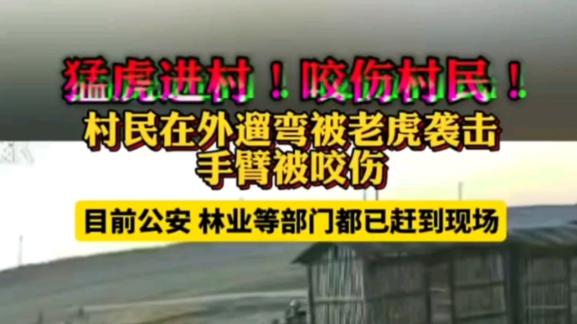 后续:村民在外遛弯被老虎袭击手臂被咬伤!目前公安 林业等部门都已赶到现场!哔哩哔哩bilibili