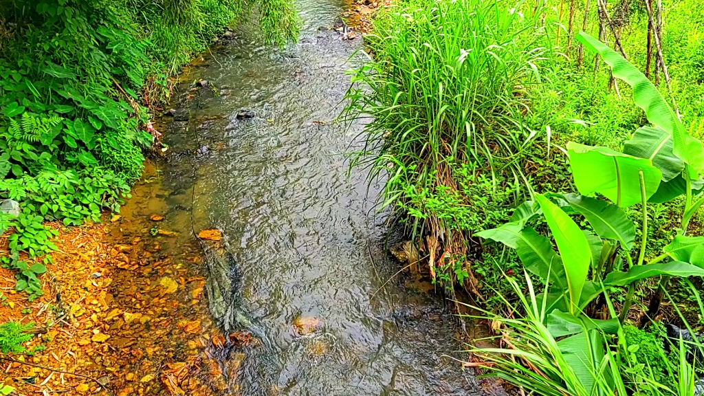 乡村生活之 : 近距离聆听小溪流水潺潺