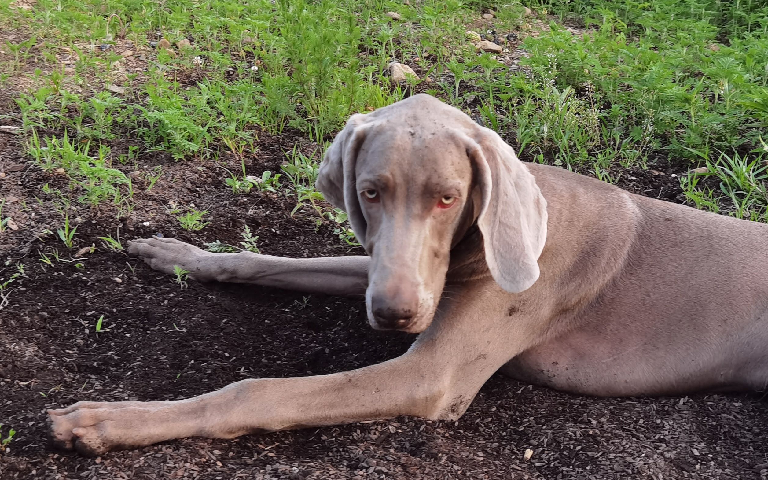 主人花3100块钱,给魏玛犬买了个玩具,没想到玩了一次就坏了