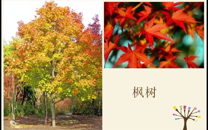 幼儿园公开课大班科学《落叶树与常青树》深秋正是季节交替进行的时节,幼儿园里原先的一些树叶都纷纷掉落下来.在平时外出散步的时候,孩子们会在落...