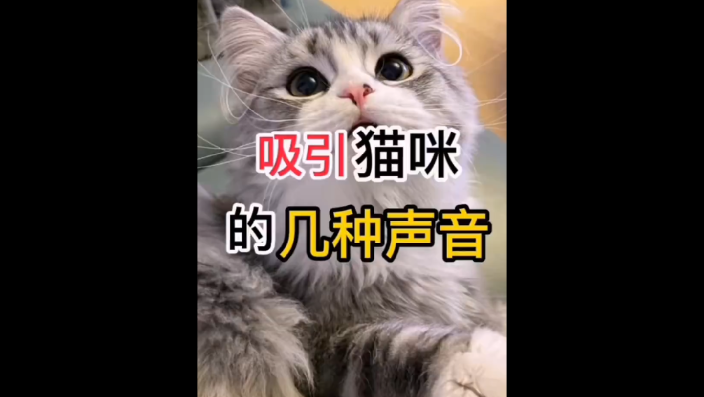 吸引猫咪的几种声音哔哩哔哩bilibili