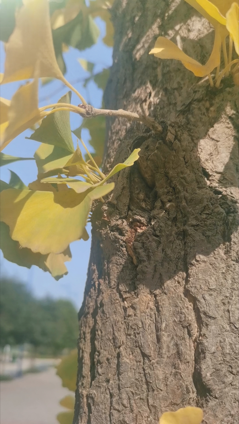 [图]一念秋风起，一念相思长希望这个秋天凉风有信，秋月无边